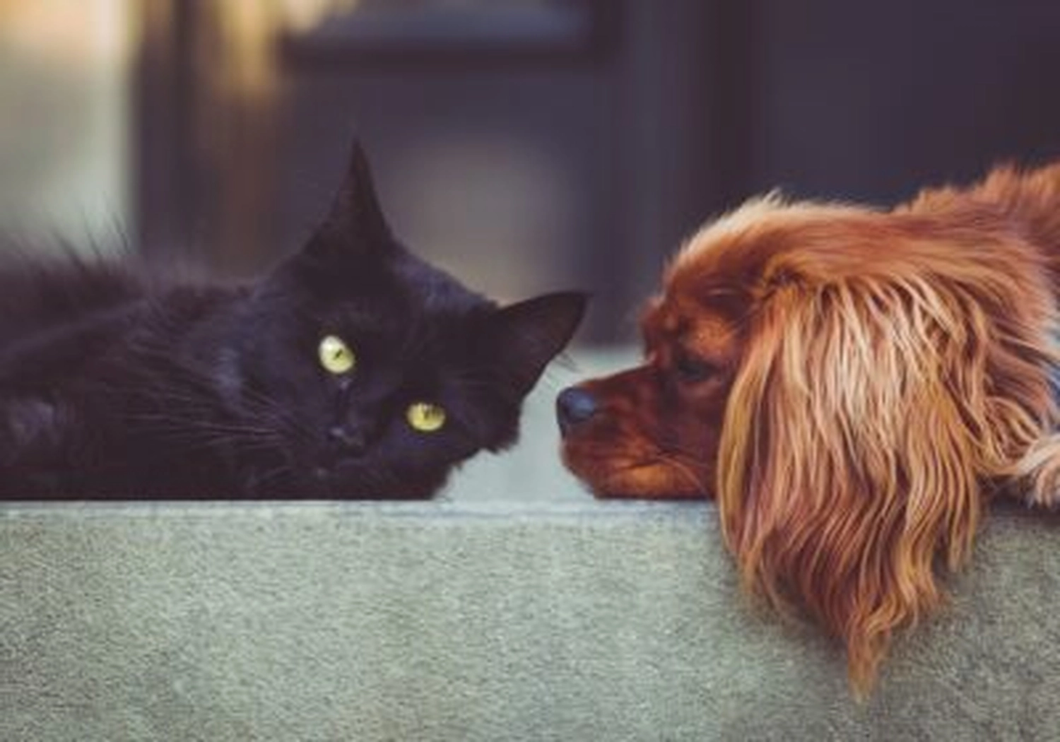 Tierschutzorganisation Arche 90 e.V. - Eine schwarze Katze mit gelben Augen und ein langhaariger brauner Hund liegen nebeneinander auf einem Sims.