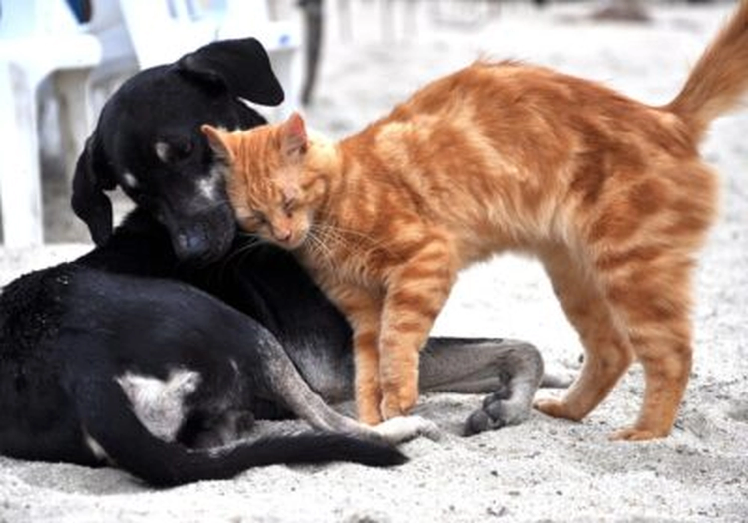 Tierschutzorganisation Arche 90 e.V. - Eine orangefarbene Tigerkatze schmiegt ihren Kopf zärtlich an einen schwarzen Hund, der draußen liegt.