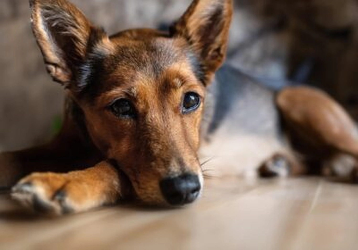 Tierschutzorganisation Arche 90 e.V. - Ein braun-schwarzer Mischlingshund liegt auf einem Holzboden und schaut mit dem Kopf auf der Pfote direkt in die Kamera.