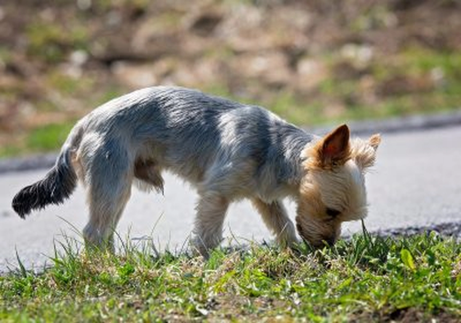 Tierschutzorganisation Arche 90 e.V. - Hund
