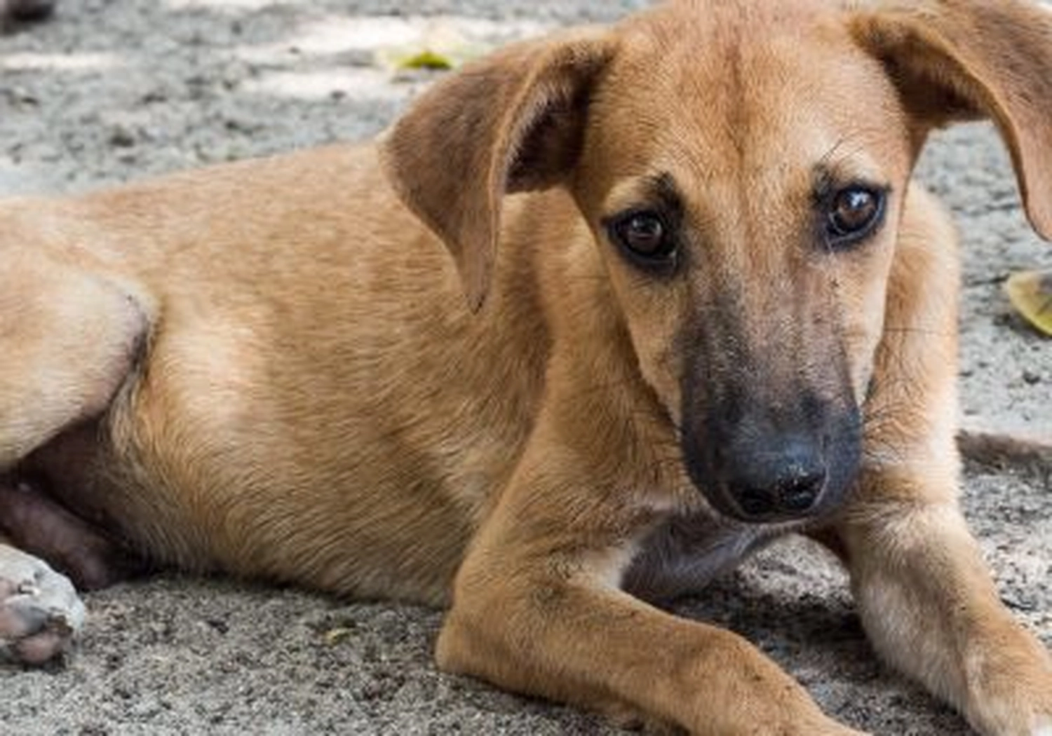 Tierschutzorganisation Arche 90 e.V. - Hund