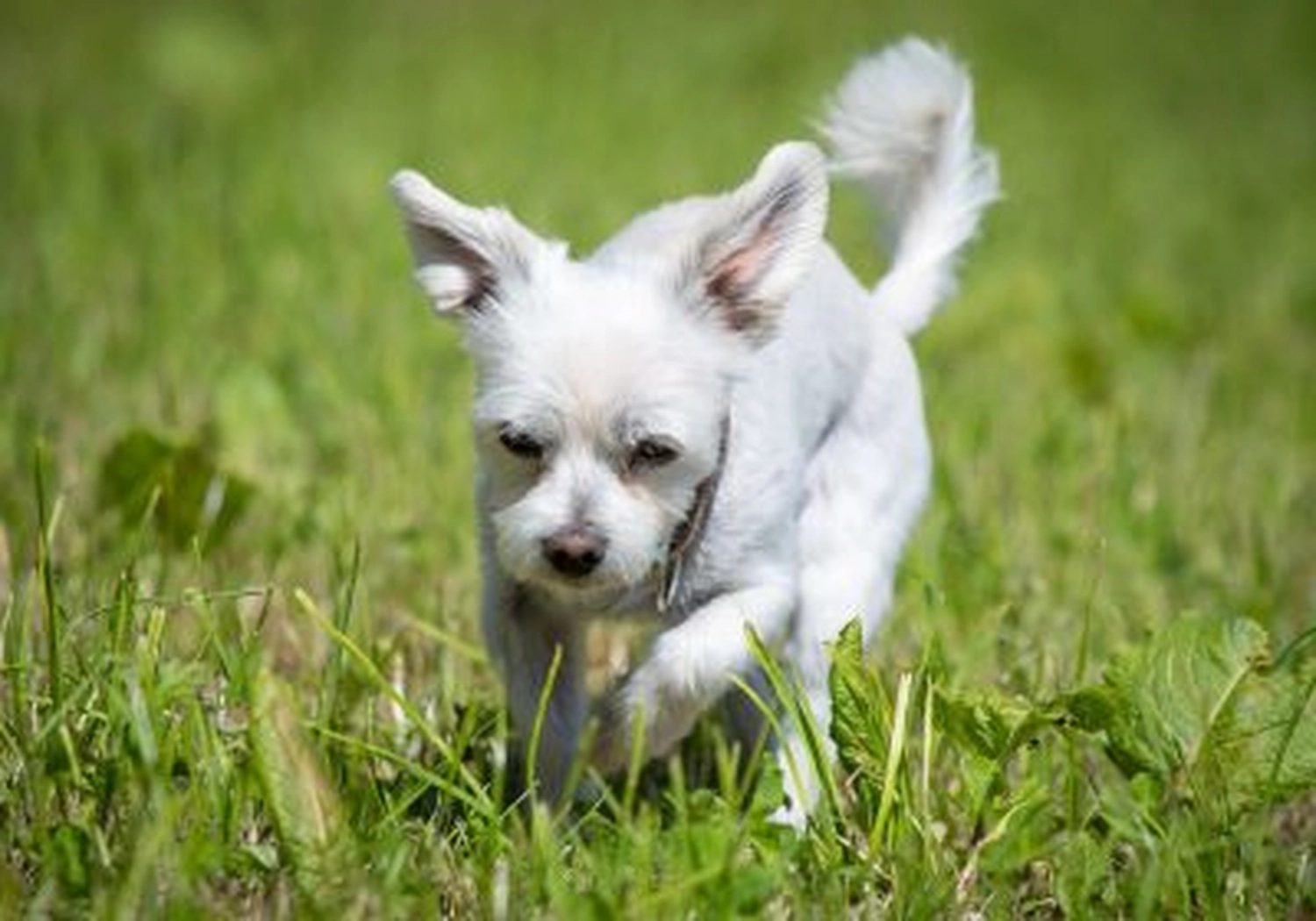 Tierschutzorganisation Arche 90 e.V. - Hund