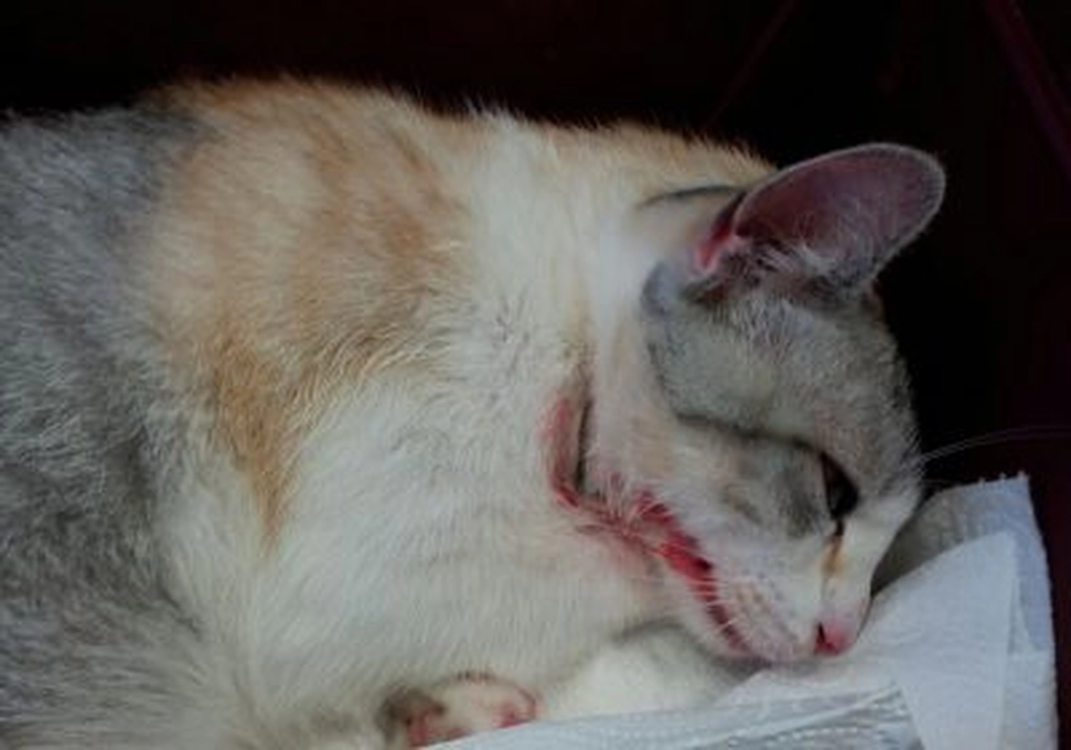 Tierschutzorganisation Arche 90 e.V. - Nahaufnahme einer weiß-grauen Katze mit einer auffälligen, offenen Wunde am Hals.