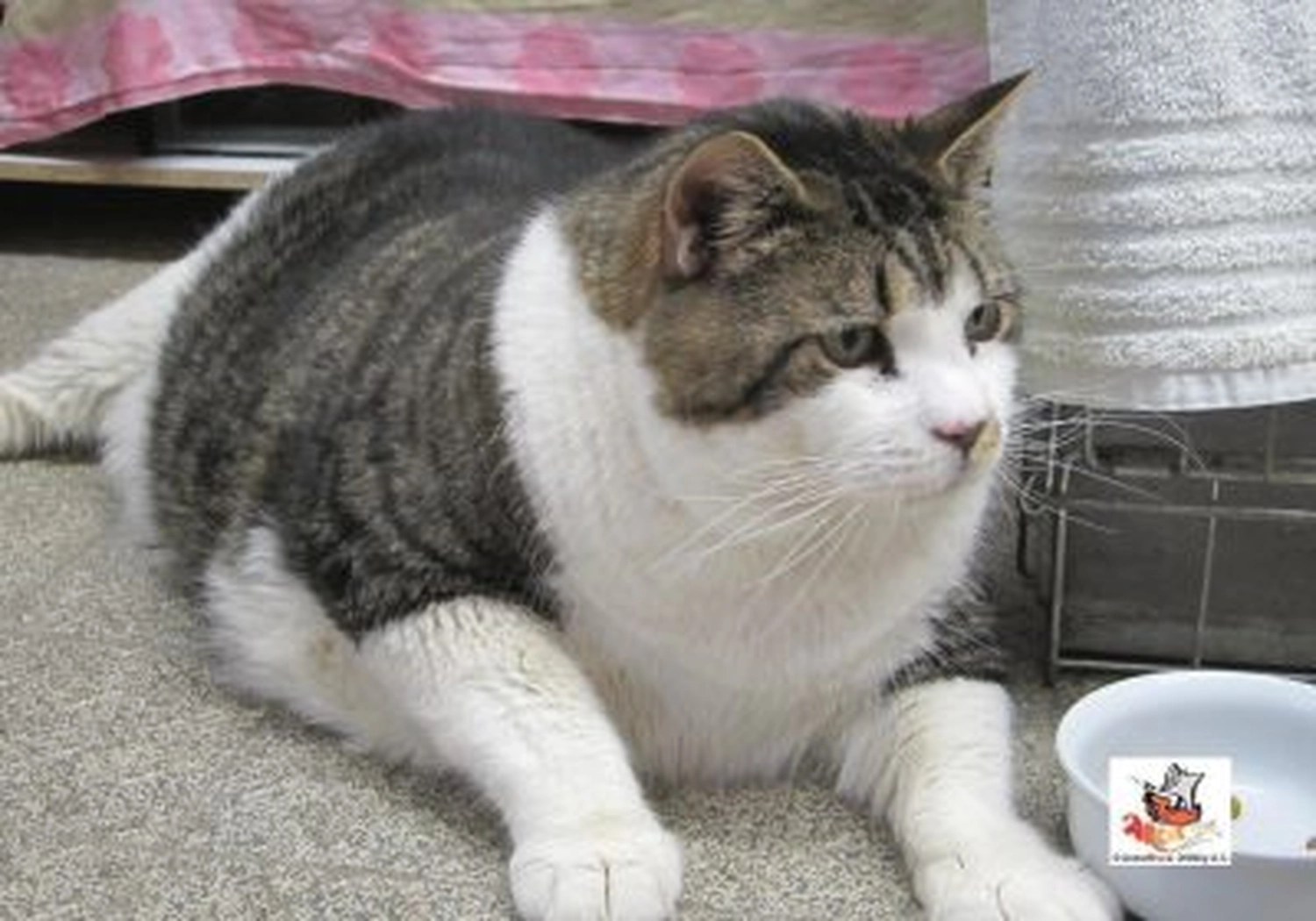 Tierschutzorganisation Arche 90 e.V. - Eine große, sichtlich übergewichtige, weiß-getigerte Katze sitzt neben einem weißen Napf auf dem Boden.