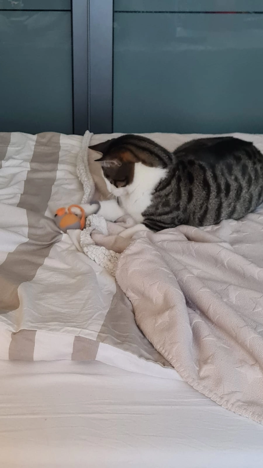Tierschutzorganisation Arche 90 e.V. - Bella Katze