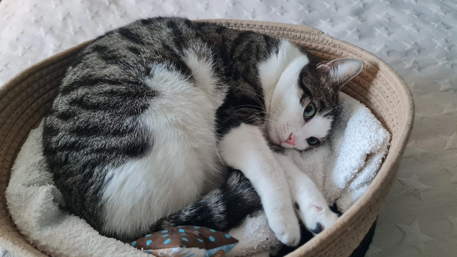 Tierschutzorganisation Arche 90 e.V. - Bella Katze