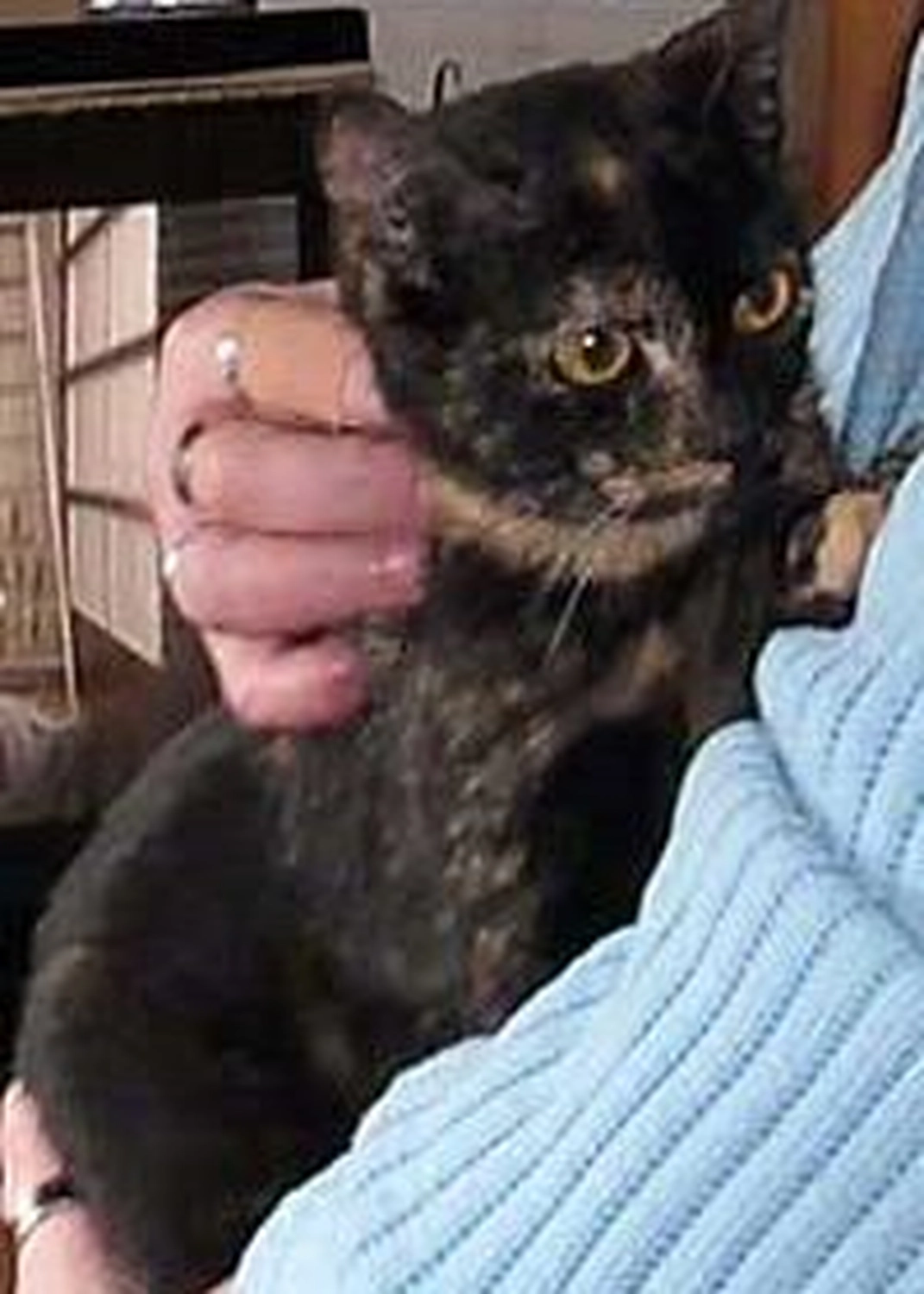 Tierschutzorganisation Arche 90 e.V. - Patenkatze: Flöckchen