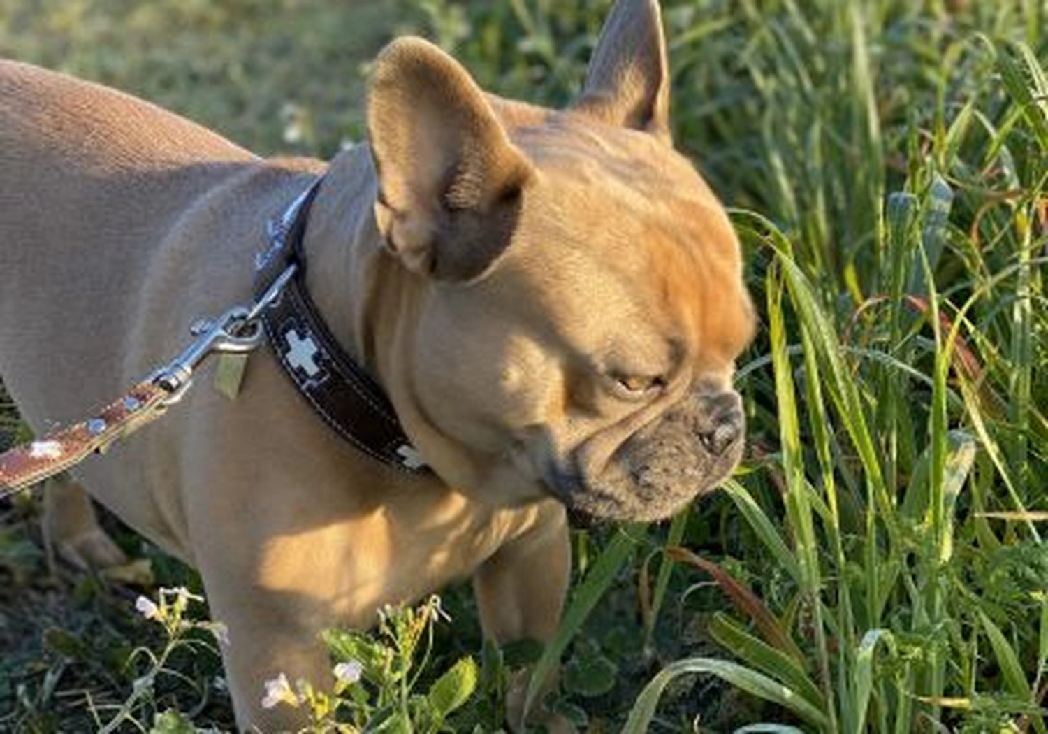 Tierschutzorganisation Arche 90 e.V. - Hund