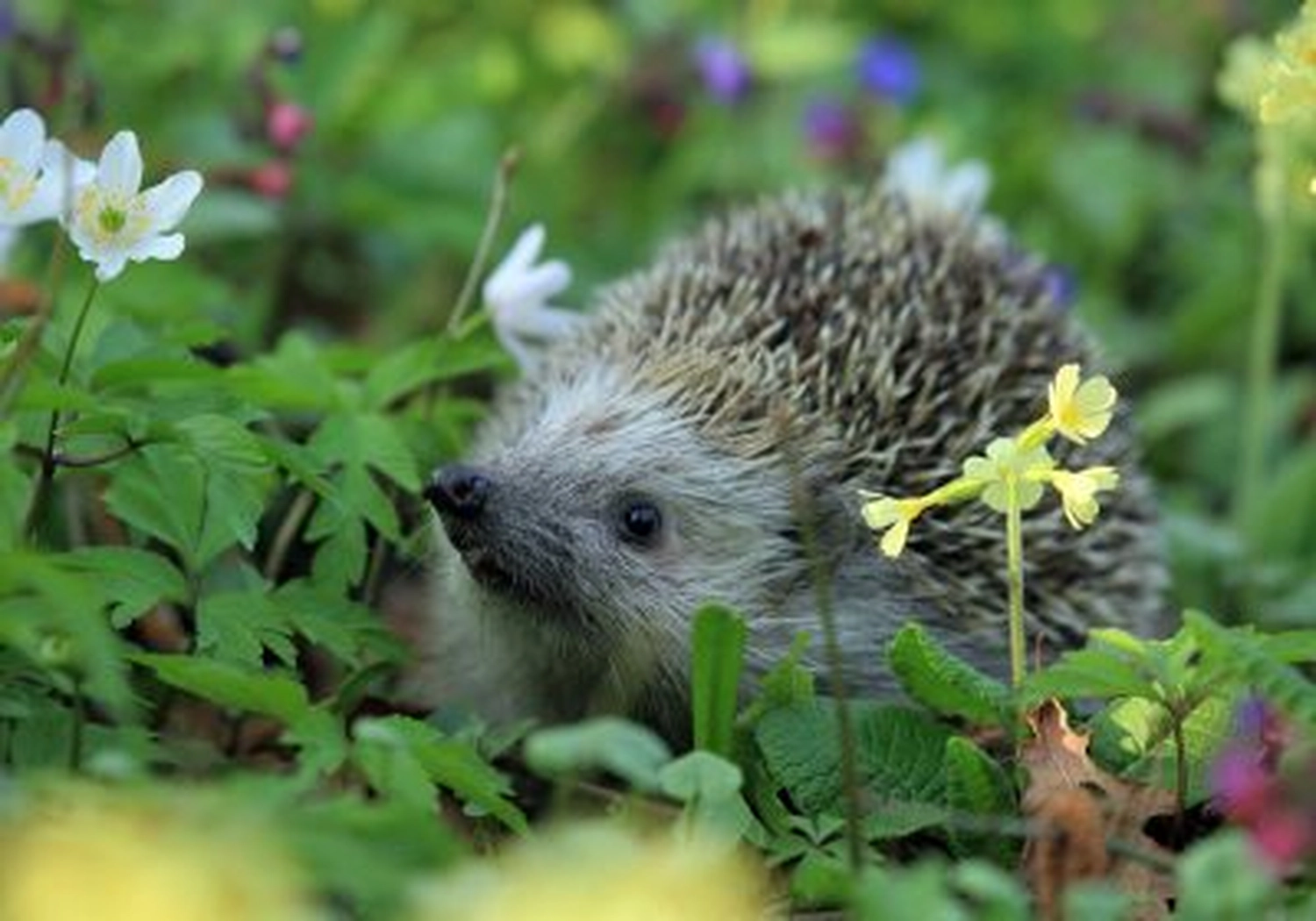 Tierschutzorganisation Arche 90 e.V. - Ein junger Igel sitzt zwischen grünen Blättern und kleinen Wildblumen.