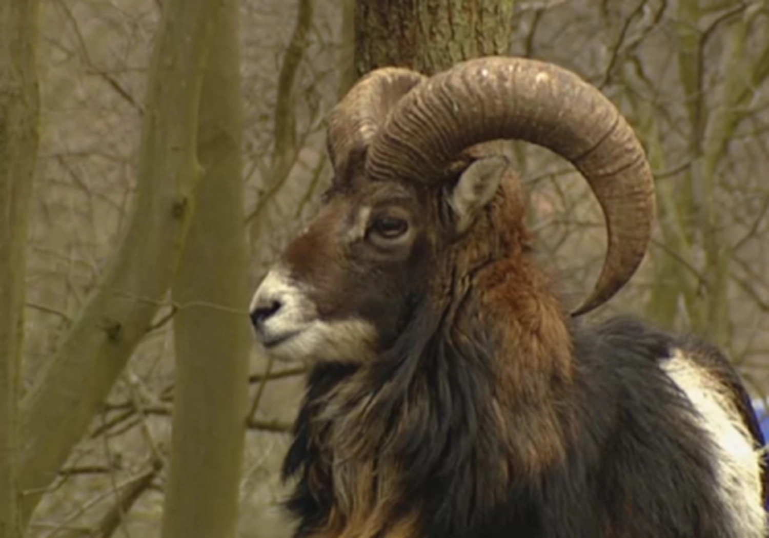 Tierschutzorganisation Arche 90 e.V. - Eine Nahaufnahme im Seitenprofil eines Wildschafs oder Mufflons. Seine großen, stark gebogenen Hörner heben sich vor dem verschwommenen Hintergrund kahler Frühlingsbäume ab.