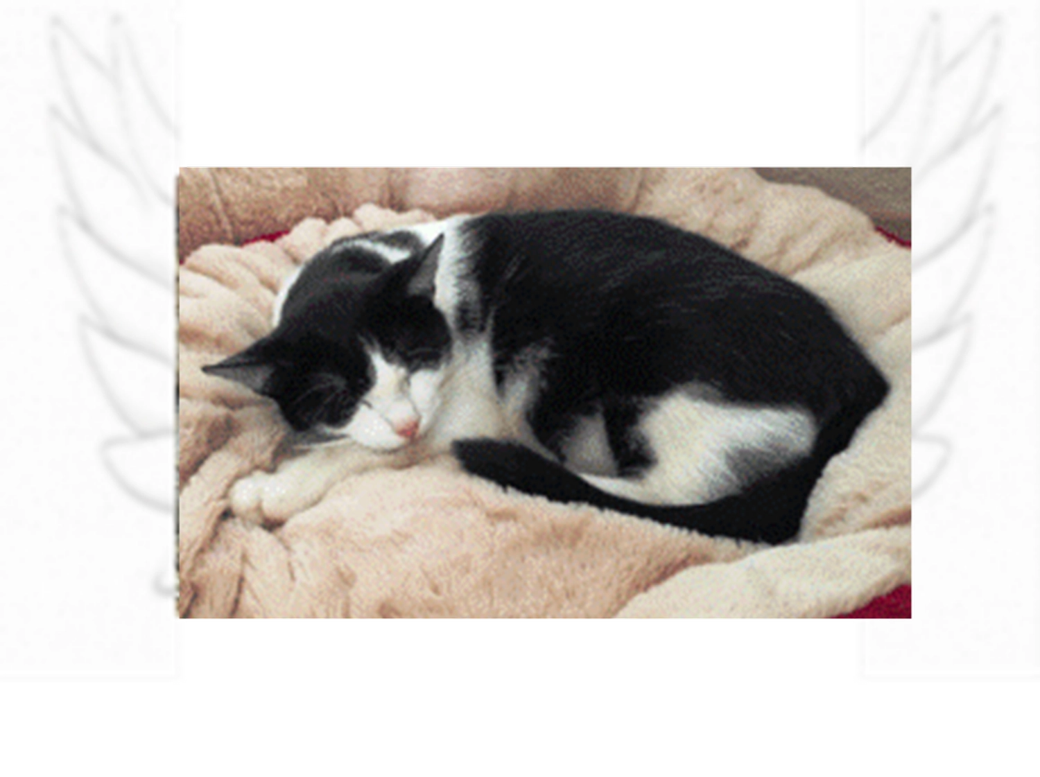 Tierschutzorganisation Arche 90 e.V. - Lusia katze