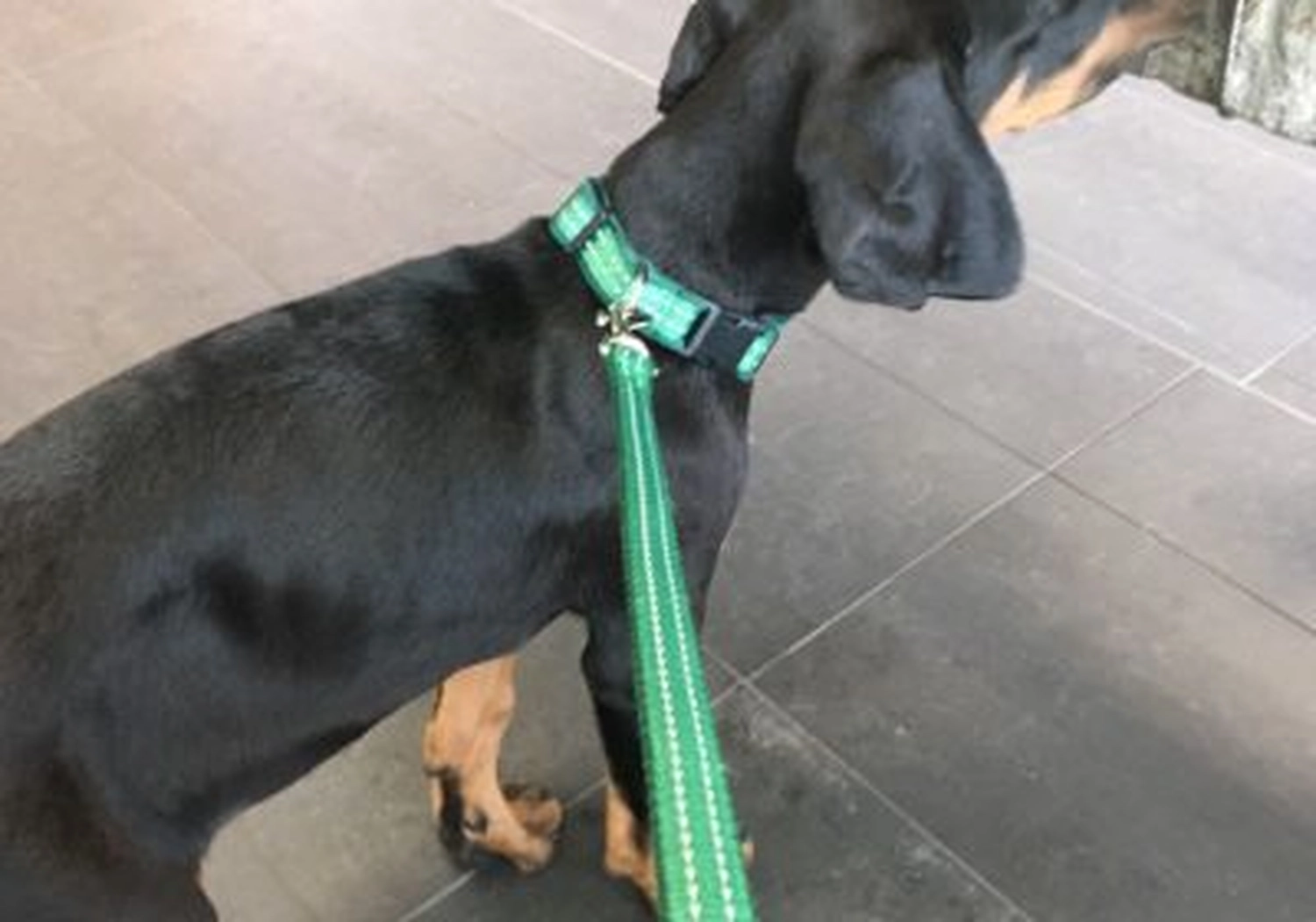 Tierschutzorganisation Arche 90 e.V. - Hund