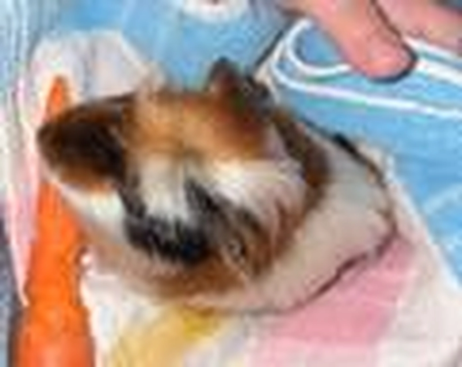Tierschutzorganisation Arche 90 e.V. - Nahaufnahme eines kleinen, dreifarbigen Tieres, eingewickelt in eine Decke.