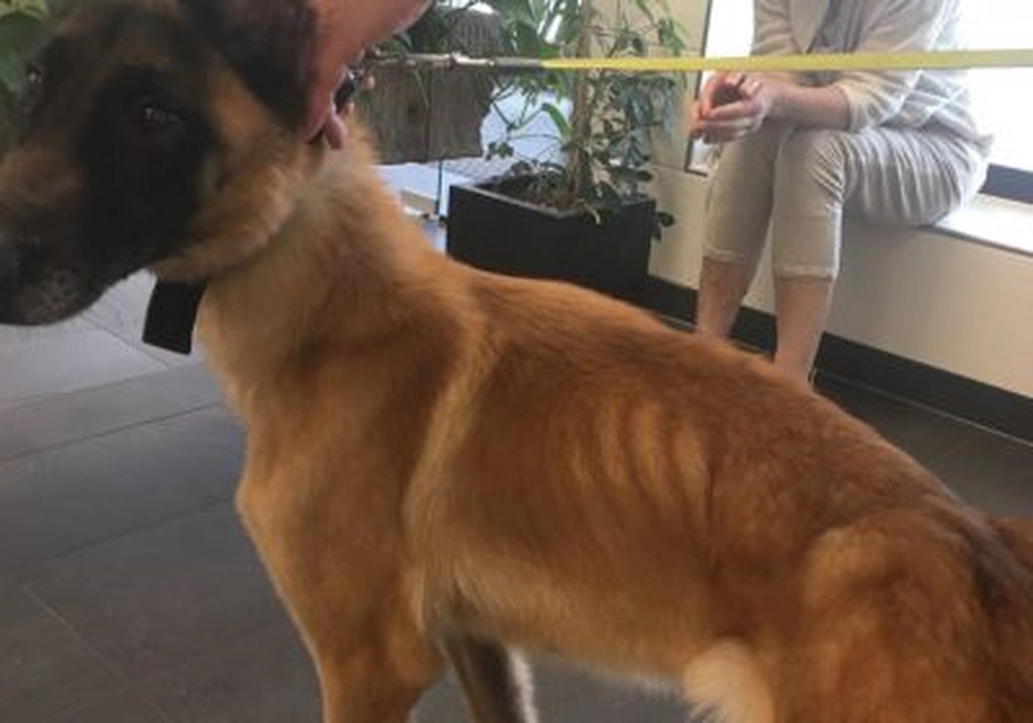 Tierschutzorganisation Arche 90 e.V. - Hunde vor dem Hungertod gerettet