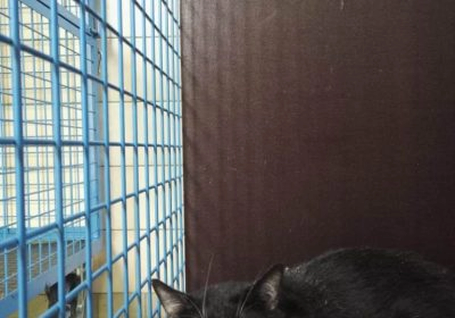 Tierschutzorganisation Arche 90 e.V. - Katze
