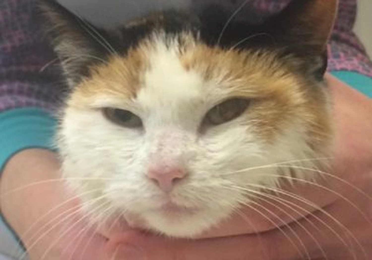 Tierschutzorganisation Arche 90 e.V. - Nahaufnahme einer dreifarbigen Katze mit weiß-schwarz-orangefarbenem Fell, die sanft gehalten wird und geradeaus schaut.
