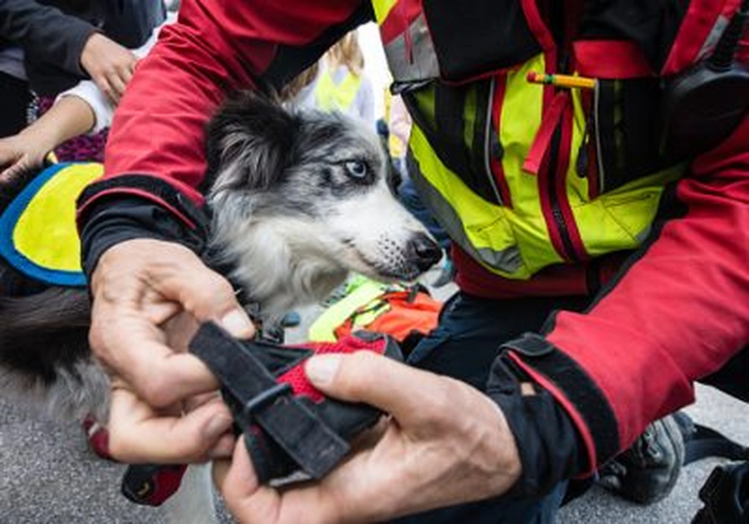 Tierschutzorganisation Arche 90 e.V. - Hund