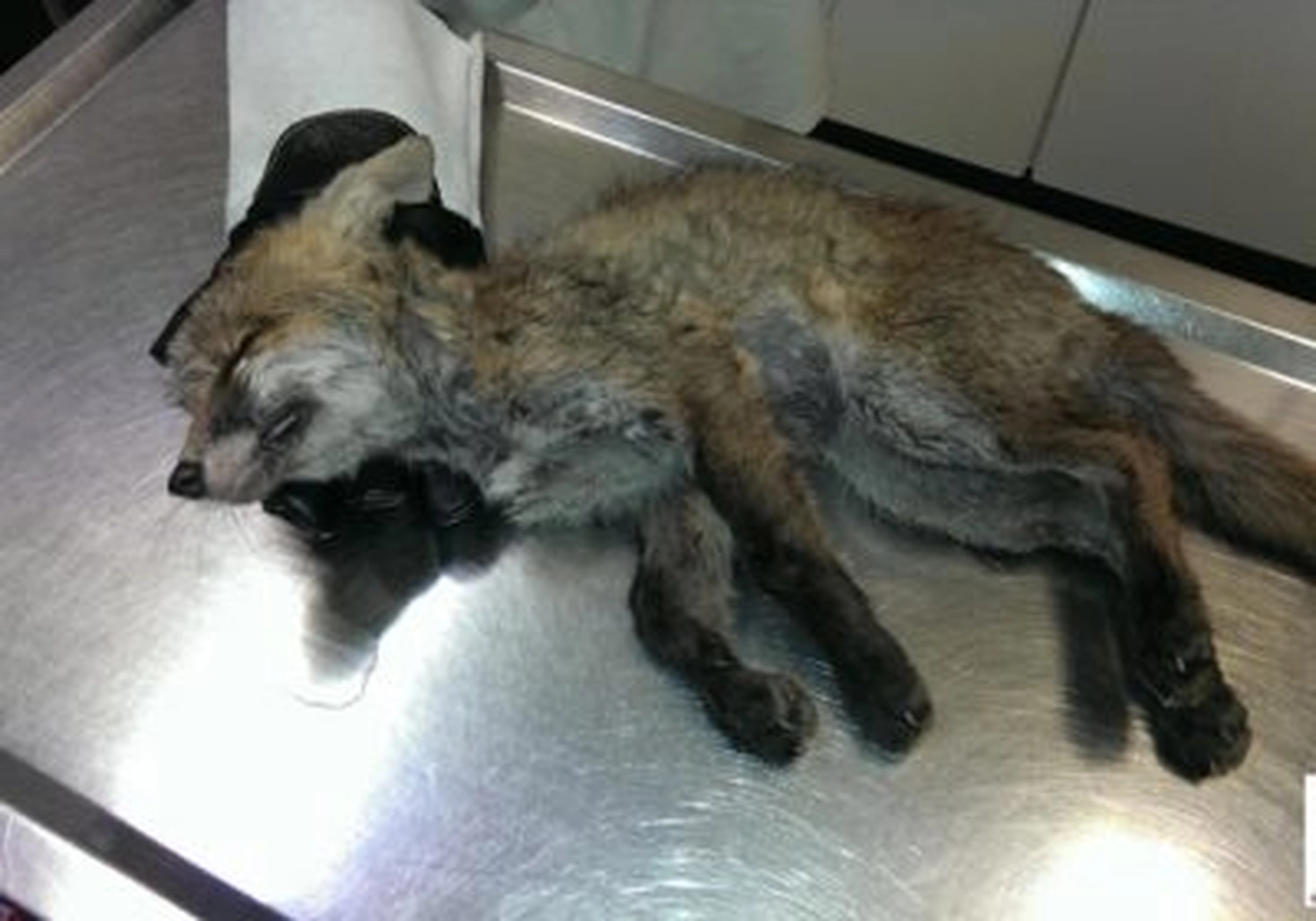 Tierschutzorganisation Arche 90 e.V. - Ein junger Fuchs liegt tot auf einem Edelstahl-Tierarzttisch.