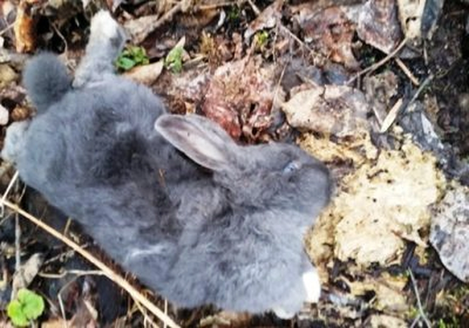 Tierschutzorganisation Arche 90 e.V. - Todesurteil – Vier Kaninchen einfach im Wald ausgesetzt