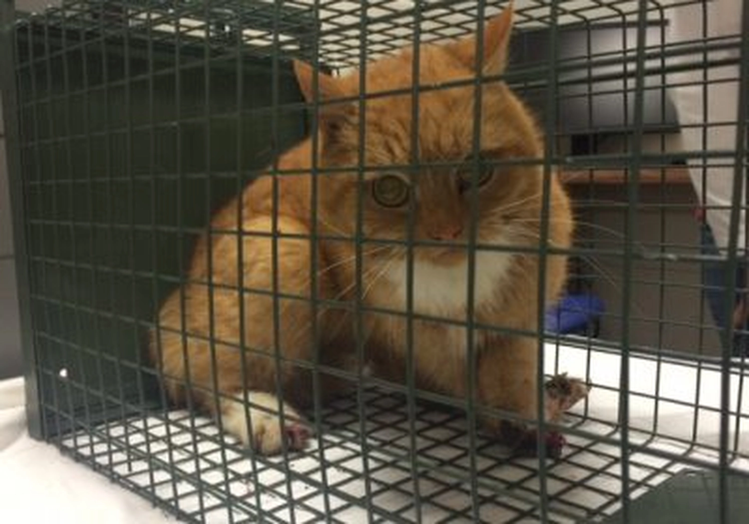 Tierschutzorganisation Arche 90 e.V. - Eine orangefarbene Tigerkatze sitzt ruhig in einem Drahtkäfig und schaut durch die Gitterstäbe.