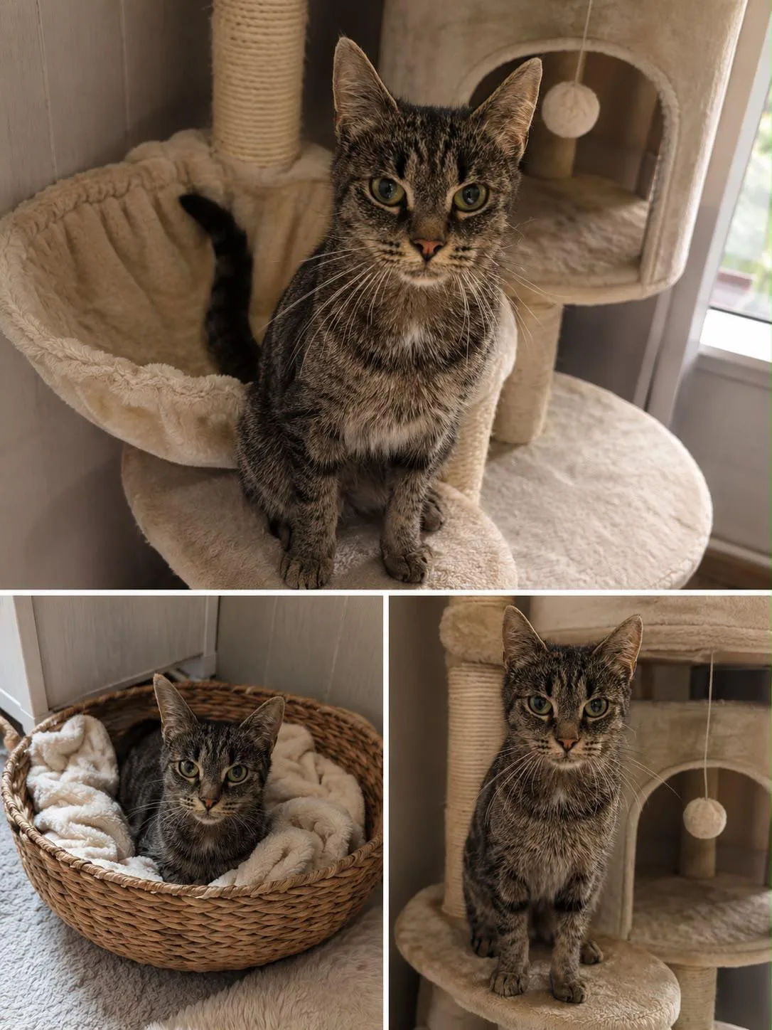 Tierschutzorganisation Arche 90 e.V. - getigerte Katzenmama
