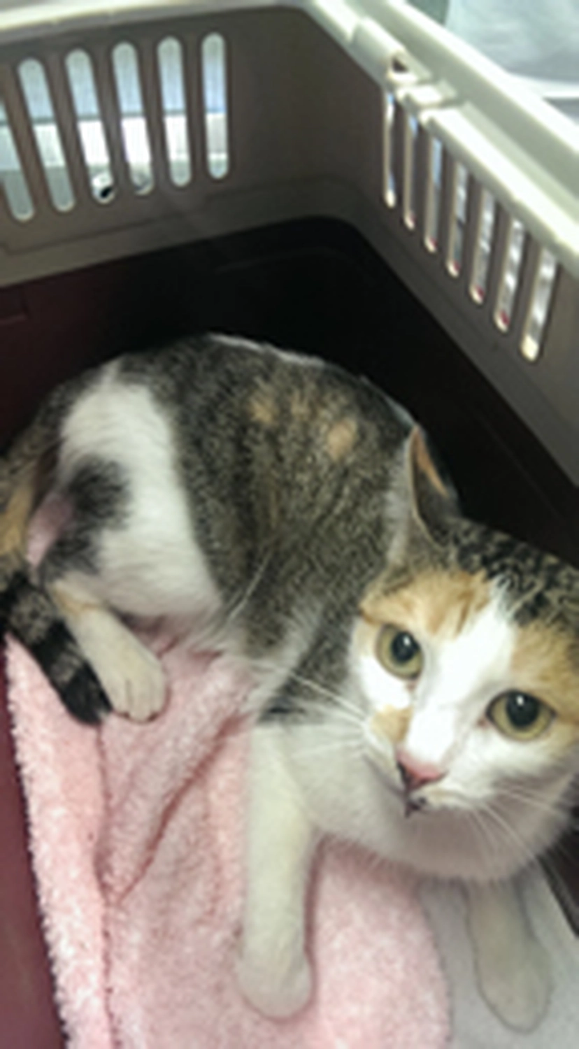 Tierschutzorganisation Arche 90 e.V. - Nahaufnahme einer dreifarbigen Katze, die direkt in die Kamera schaut.