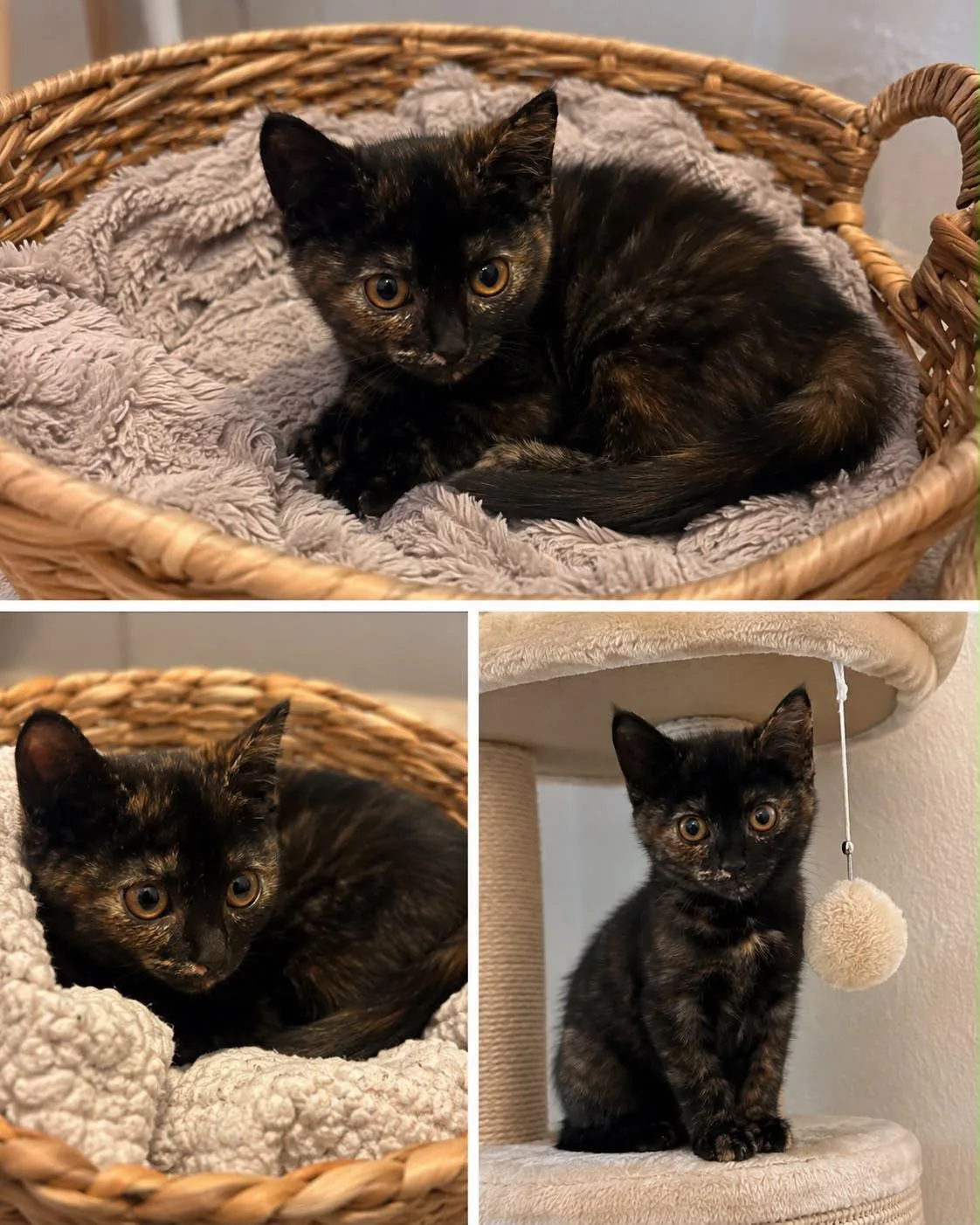 Tierschutzorganisation Arche 90 e.V. - Mimi, kleine Schildpatt-Katze