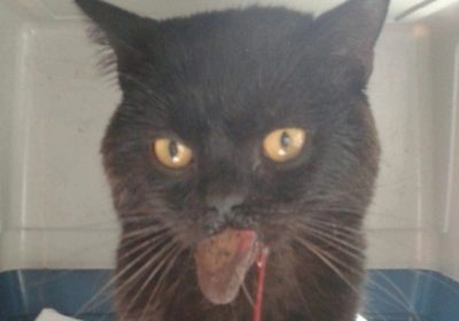 Tierschutzorganisation Arche 90 e.V. - Katze
