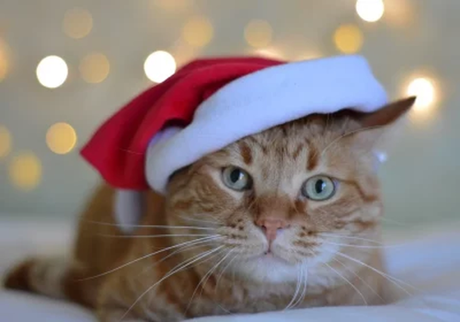 Tierschutzorganisation Arche 90 e.V. - Katze mit Weihnachtsmannmütze