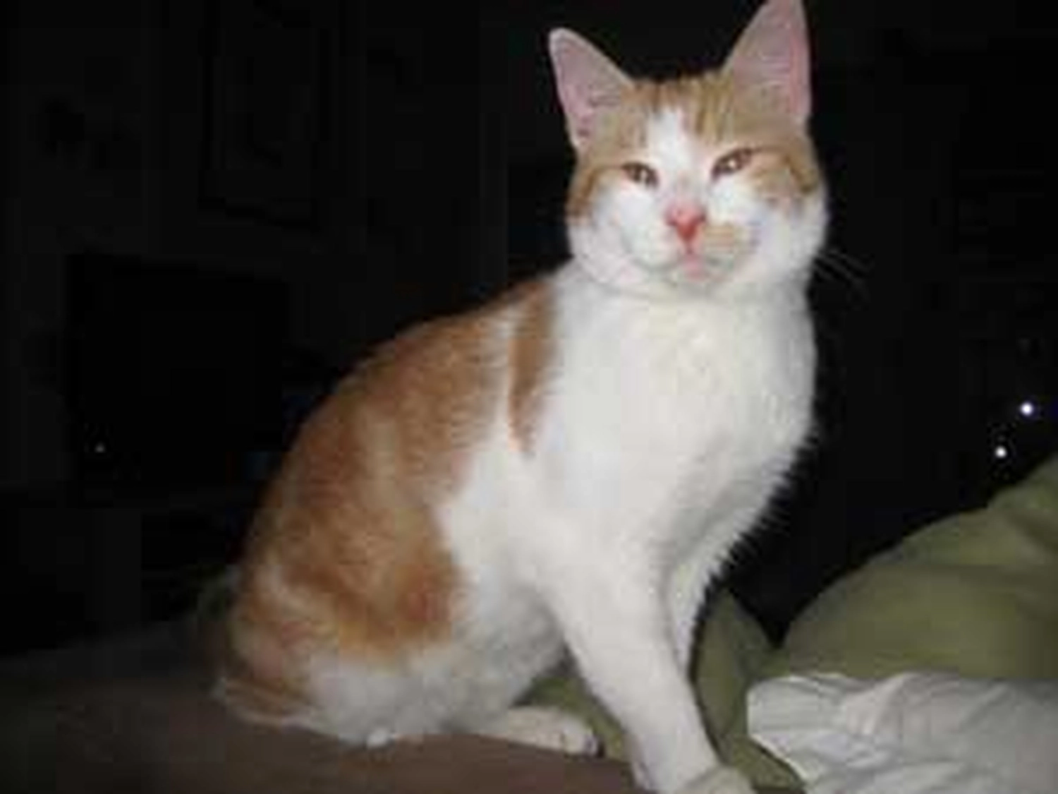 Tierschutzorganisation Arche 90 e.V. - Patenkatze: Paul