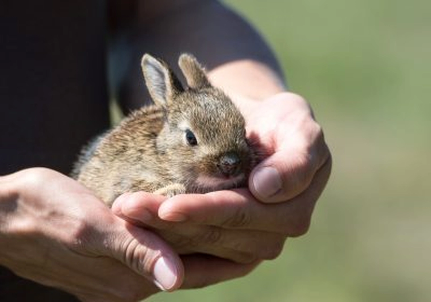 Tierschutzorganisation Arche 90 e.V. - Kaninchen