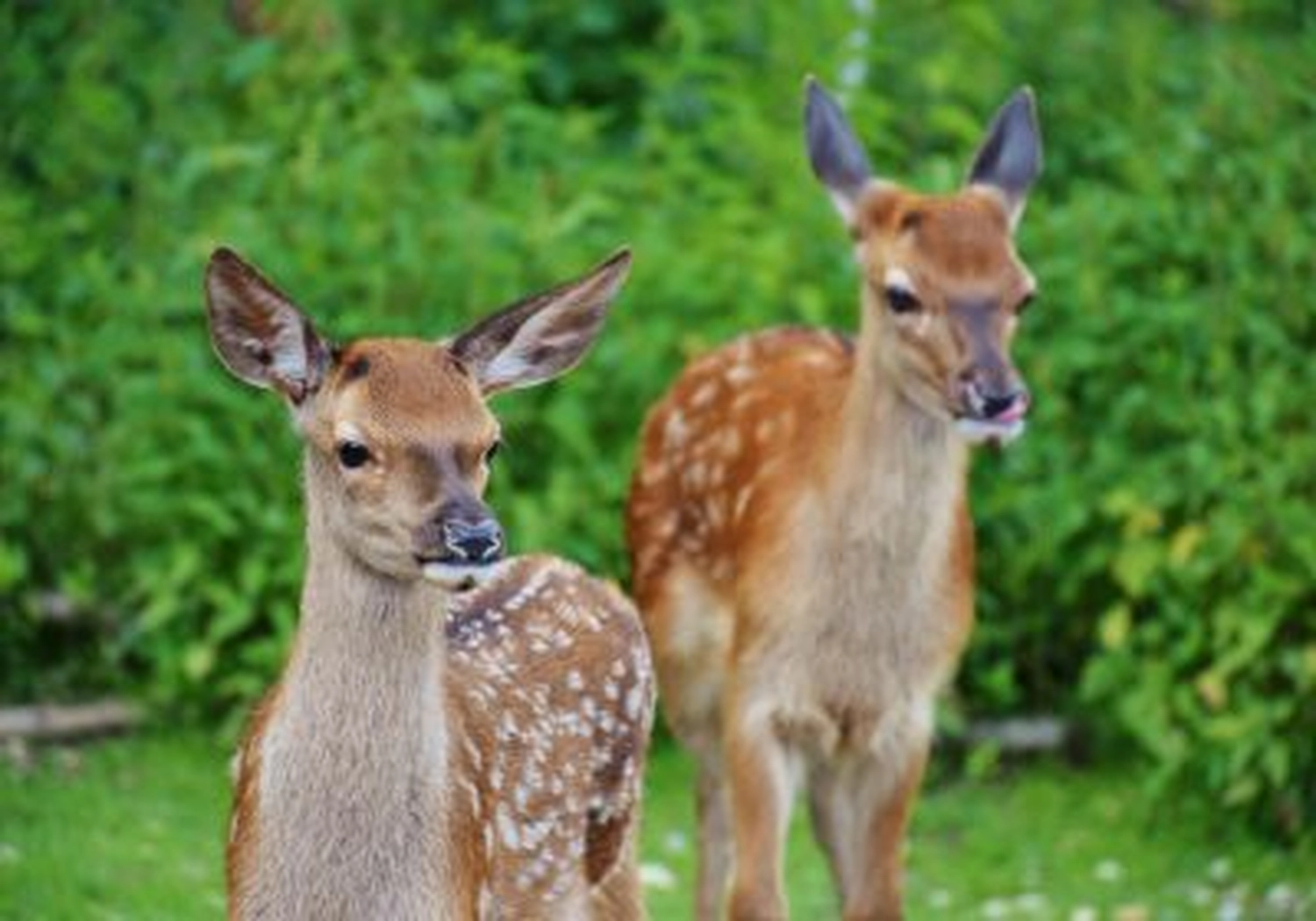 Tierschutzorganisation Arche 90 e.V. - Wilderer machen Jagd auf Rehe und Wildschweine