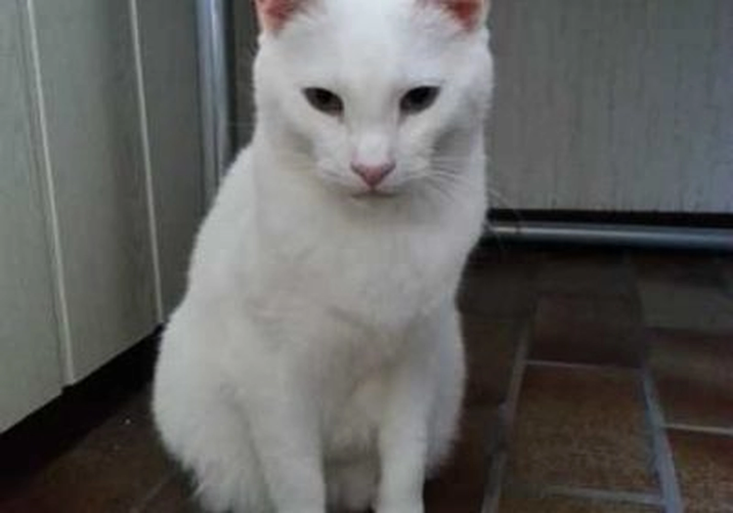 Tierschutzorganisation Arche 90 e.V. - Patenkater Sugar