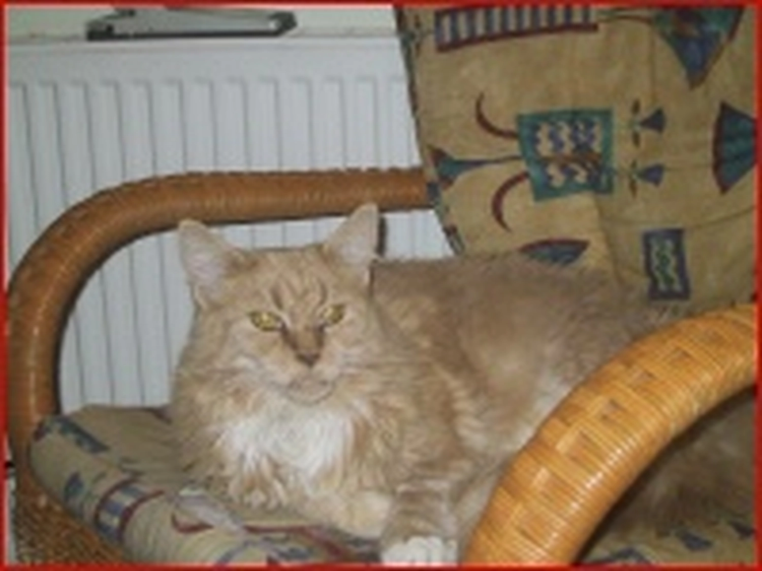 Tierschutzorganisation Arche 90 e.V. - Patenkatze: Talima