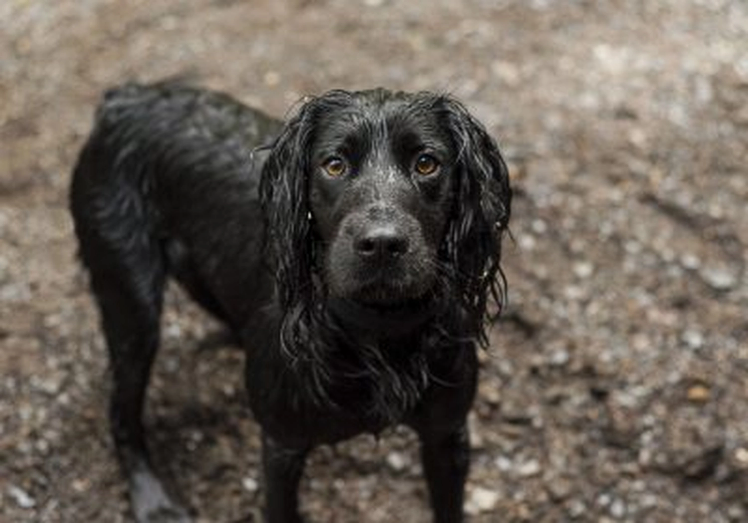 Tierschutzorganisation Arche 90 e.V. - Hund