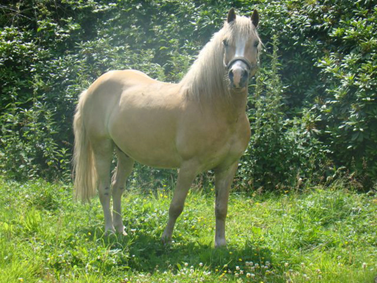 Tierschutzorganisation Arche 90 e.V. - Pferd Yoda
